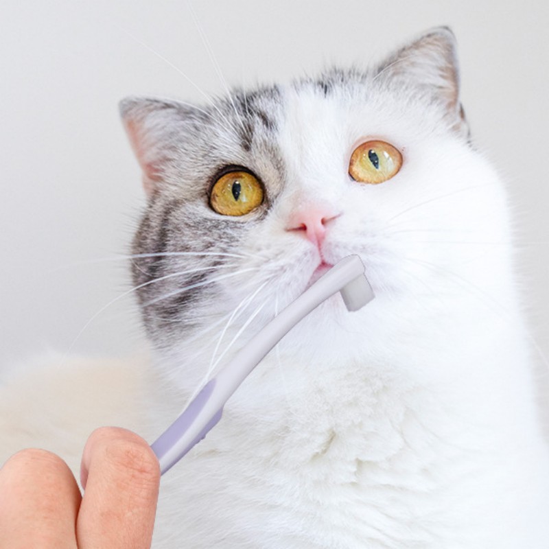 Sikat Gigi Anjing Sikat Gigi B - Teeth Whitening Brush ulasan dan harga